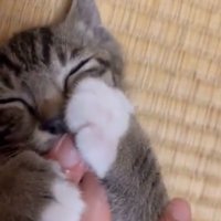 指吸いチコちゃん2