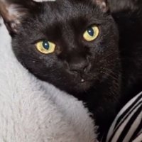 室内にいる猫