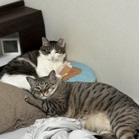 サバ白猫とキジトラ