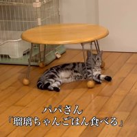 猫に話しかけるパパ