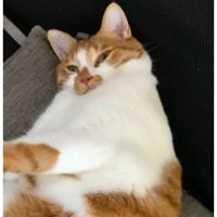 寝ている猫