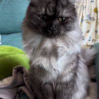 おすわりして下を見る猫