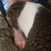 距離を詰める猫