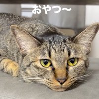 寝そべる猫3