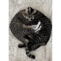 寝ている猫たち