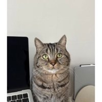 パソコン横の猫