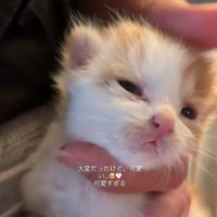 なでられる子猫