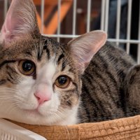 丸い輪郭と目の猫