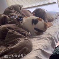 撫でられる猫
