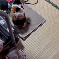 ホカペの上のミケちゃん