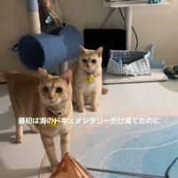 カメラの方を見る2匹の猫