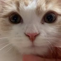 再度撫でられる猫