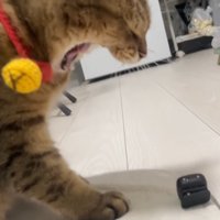 あくび
