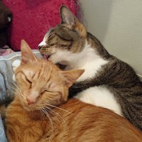 茶トラ猫を毛づくろいする猫