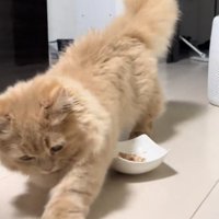 再度ホリホリする猫