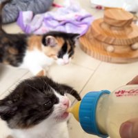 哺乳瓶を咥えてミルクを飲む子猫