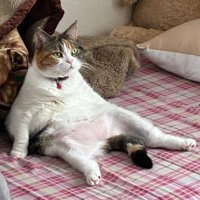 おっさん座りしている猫