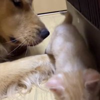 たどたどしく歩く子猫