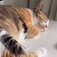 パソコン前で眠る猫