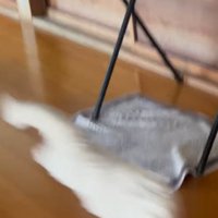 黒い台の前を横切る猫