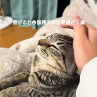 飼い主に撫でられて耳を後ろに倒す猫