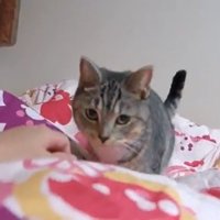 布団の上に立っている猫
