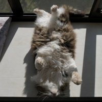 顔をあげてへそ天する猫
