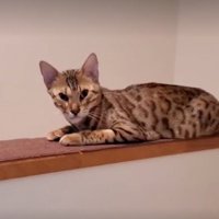 顔が変形した猫