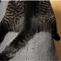 ソファにいる猫たち
