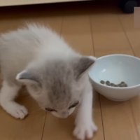 砂をかける仕草をする子猫