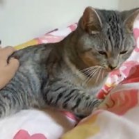 布団に横になっている猫