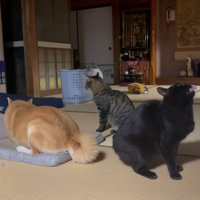 上を向いた姿