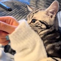 人の腕に抱き着いている猫