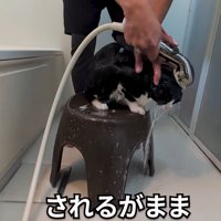 シャンプーする猫2