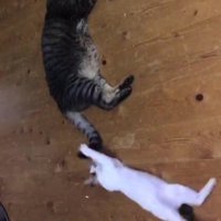 大きな猫のしっぽにじゃれる猫