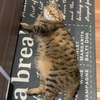 キッチンで転がる猫