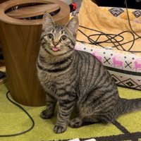 座ってカメラを見つめる猫