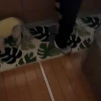 立っている飼い主の足と、顔が見切れた母猫、尻尾を伸ばしている子猫の下半身