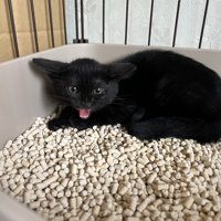 威嚇する子猫