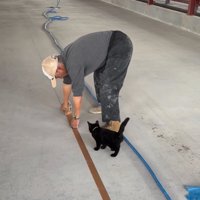 作業を見つめる子猫