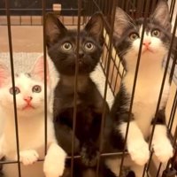 ケージの中にいた子猫たち