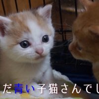 青い目の子猫