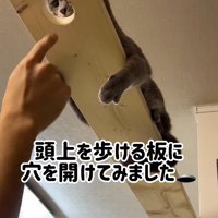 キャットウォークに開いた穴を見つめる猫