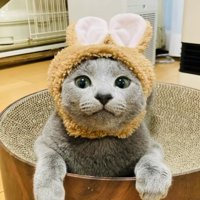 うさぎの被り物を被って爪とぎボウルに座るロシアンブルー
