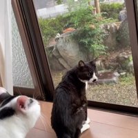 外を見る猫