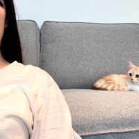 ソファに座る猫