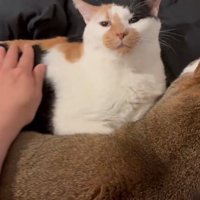 胴体をなでられる猫