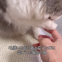 猫の口元に指を近づける飼い主
