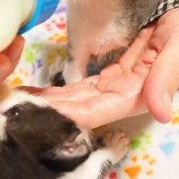 哺乳瓶の匂いを嗅いでいる子猫