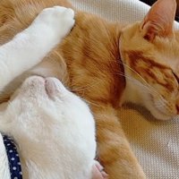 一緒に寝る2匹の猫